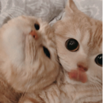 • ᴜɴɪᴠᴇʀsᴇ •