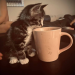 Linda kitties