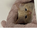 catcafe3 group