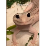 Young Sheldon