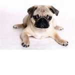 Pugs fun fan group