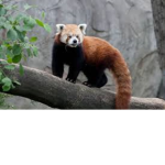red pandas duh