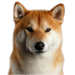 Doge Fan Club And Minecraft