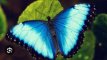 The blue Butteflies