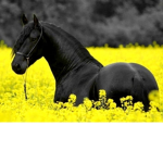 Flower meadow Horse and donkey rescue