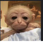 MonkeyboyForlife