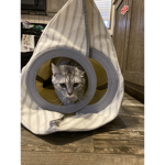 The Cats Of All