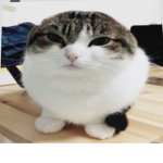Fat Cat Gaming