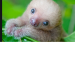 SoMuchSLOTHS