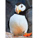 PENGUINS E.X.E