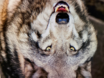 Wolf Kingdom123