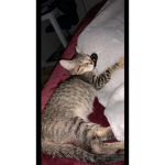 (Official Cat Army)