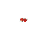 Arina’s roses