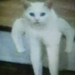 matthijs