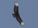 The Monarchy of Black Wings