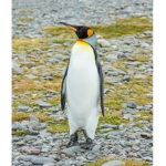 Penguin-gang