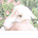 LoveBuns