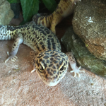 The Leopard Gecko Squad