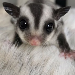 Sugar Glider World
