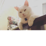 Коты го п н и к и
