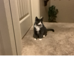 My cat is cutest