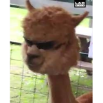 Happy Llama Family