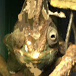 Chameleon ## Fan Group