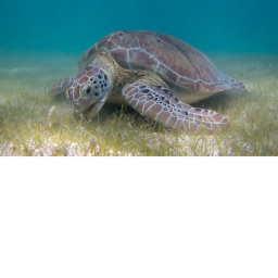 Untitled turtle game