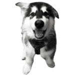 Husky Squad?