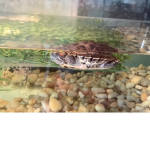 turtle_bean0628