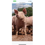 Piggy Duo