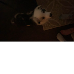 Puppiesarecute