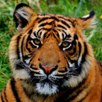 The Best Tiger Fam!!!