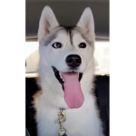 Da husky group :3