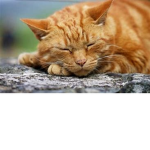 CATS END FUNNY DOGS