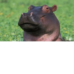 Hippo Gang