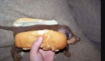 :hotdog: