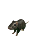 RATS UNITED CULT