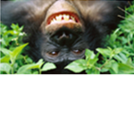 The Ape Studios