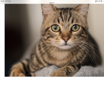 Cats and kitties united group