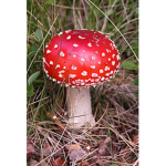 Mushroom Gang