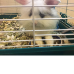 Rabbits give money???