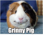 GUINEA PIGS IF YOU LOVE GUINEA PIGS JOIN!!!!