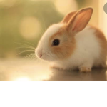 Bunny stuff