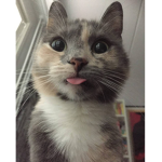 Floof.wasbann