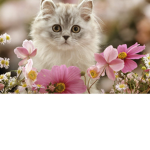 Kitty likes cats.