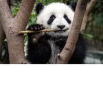 PANDAS IN CHINA