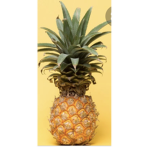 Pineappless team