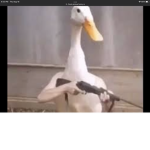 Duck combat