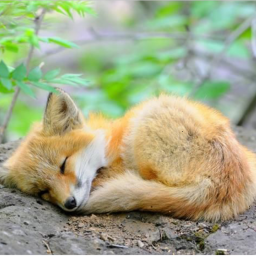 Foxy cute game